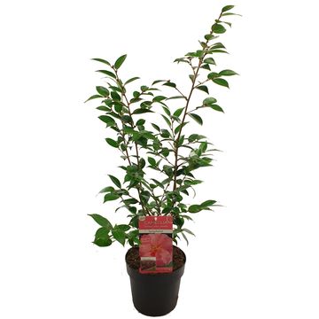 Camellia 'Spring Festival'