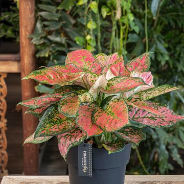 Aglaonema 'Crimson Love'