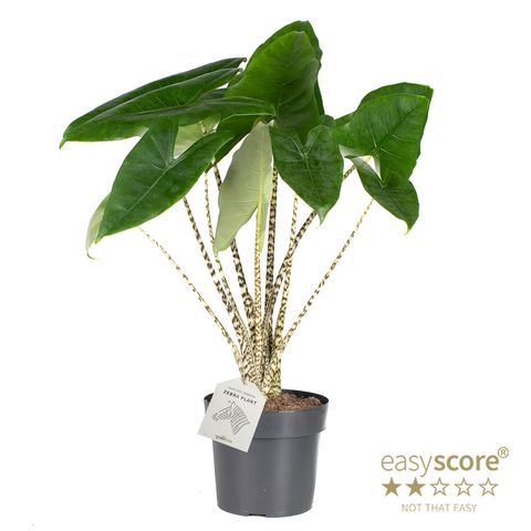Alocasia zebrina