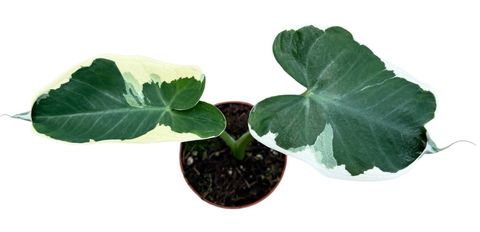 Xanthosoma sagittifolium 'Variegatum Monstrosum'