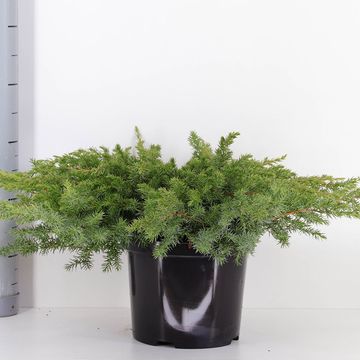 Juniperus conferta 'Schlager'