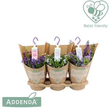 Campanula ADDENDA MIX