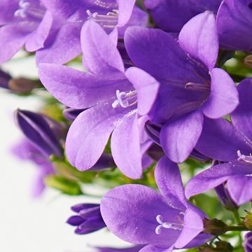 Campanula ADDENDA MIX