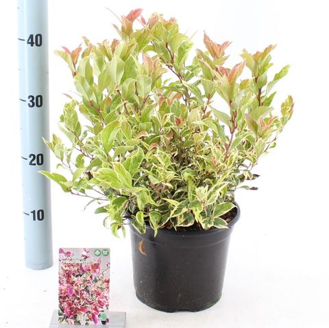Leucothoe FIRESTAR