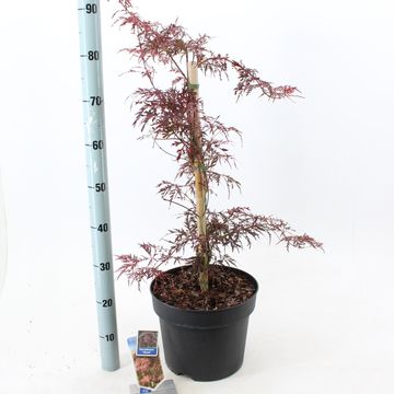 Acer palmatum 'Garnet'
