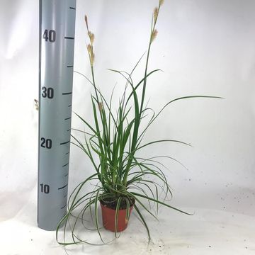 Carex morrowii 'Goldband'
