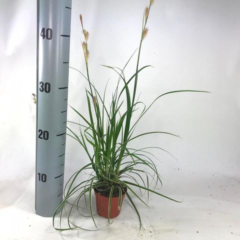 Carex morrowii 'Goldband'