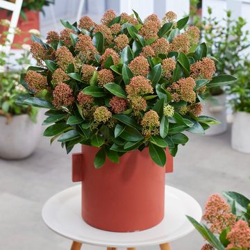 Skimmia japonica MIRACLE