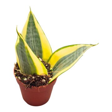 Sansevieria trifasciata 'Golden Hahnii'