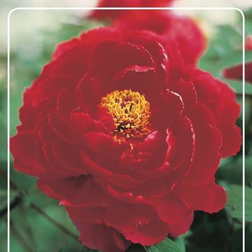 Paeonia suffruticosa 'Luoyang Hong'