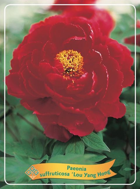 Paeonia suffruticosa 'Luoyang Hong'