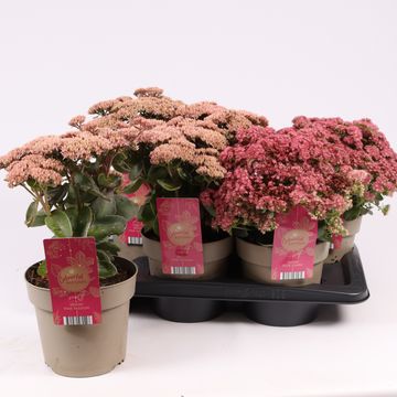 Sedum telephium MIX