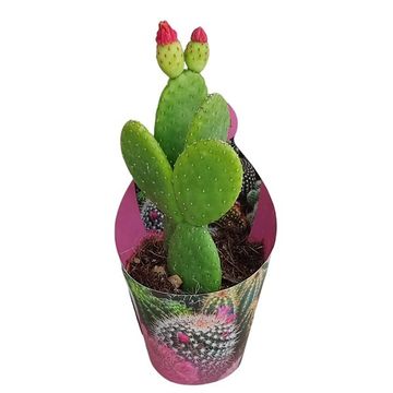 Opuntia inamoena