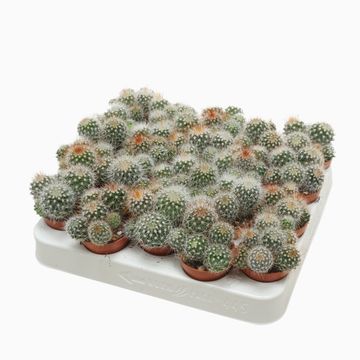 Mammillaria spinosissima