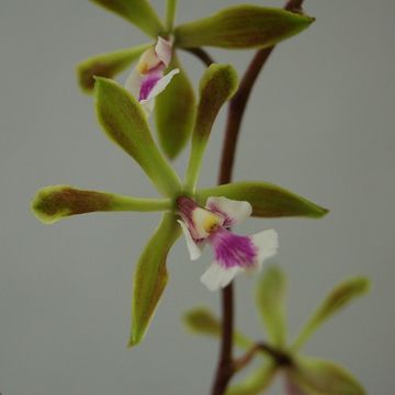 Epidendrum paniculatum