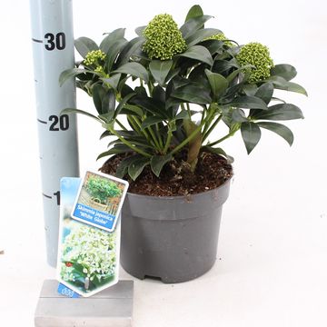 Skimmia japonica ВАЙТ ГЛОБ