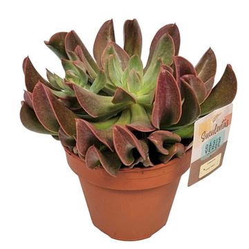 Echeveria 'Dark Topsy'