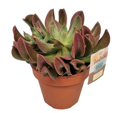 Echeveria 'Dark Topsy'
