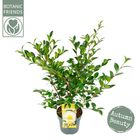 Camellia sasanqua 'White Premium'