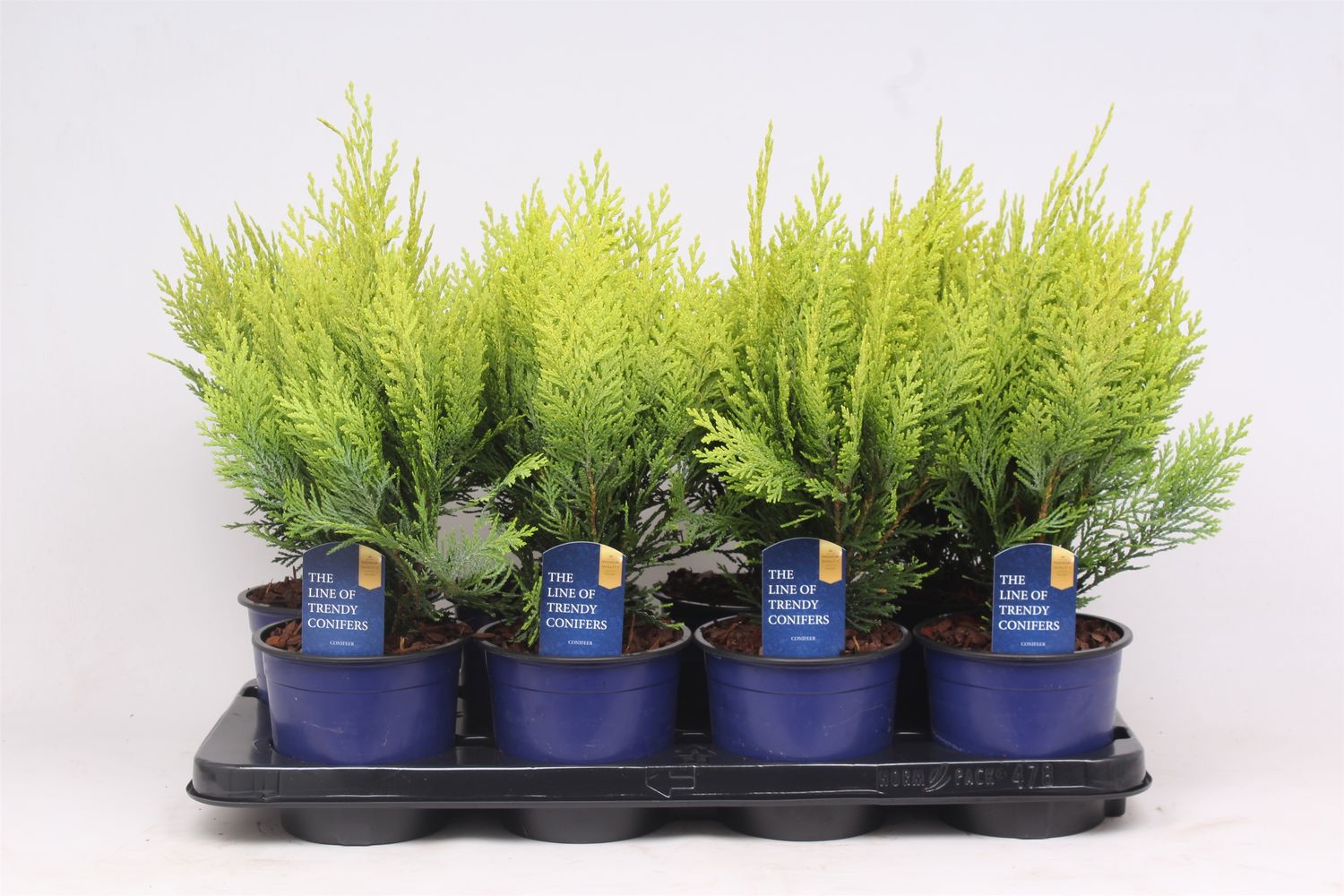 Chamaecyparis lawsoniana 'Alumigold' — Plant Wholesale FlorAccess