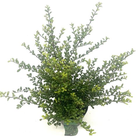 Ilex crenata 'Convexa'
