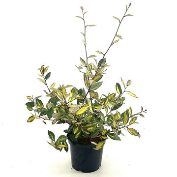 Elaeagnus pungens 'Maculata'