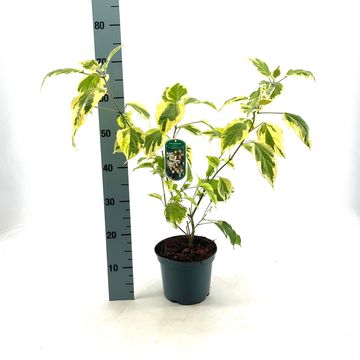 Clerodendrum trichotomum 'Variegatum'