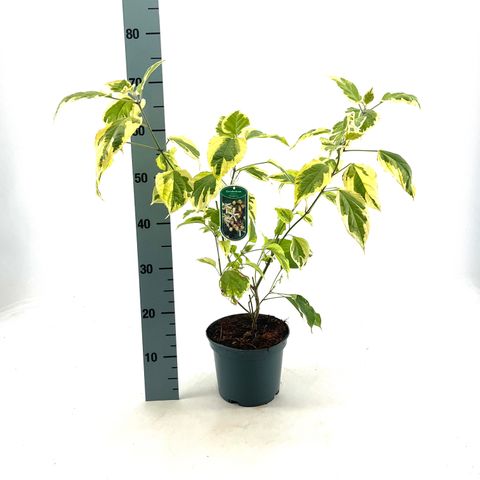 Clerodendrum trichotomum 'Variegatum'