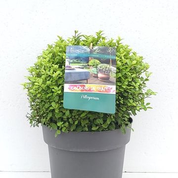Pittosporum tenuifolium 'Midget'