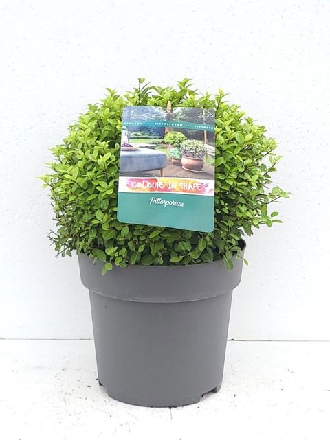 Pittosporum tenuifolium 'Midget'