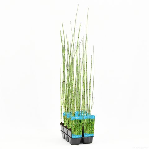 Equisetum 'Japonicum'