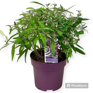 Buddleja davidii BUTTERFLY CANDY LITTLE PURPLE