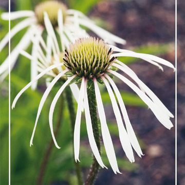 Echinacea pallida 'Hula Dancer'