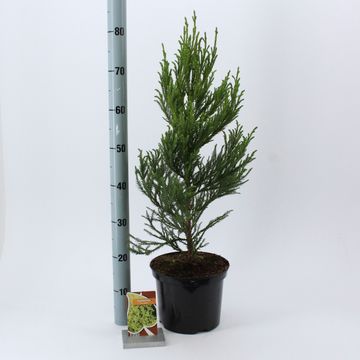 Cryptomeria japonica 'Jindai'