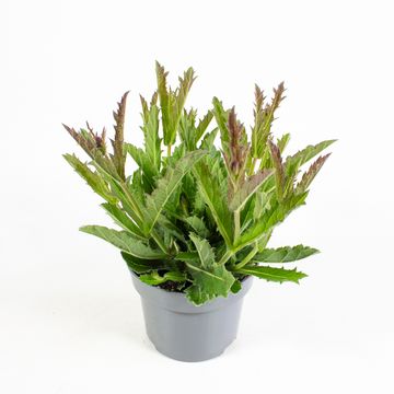 Verbena rigida