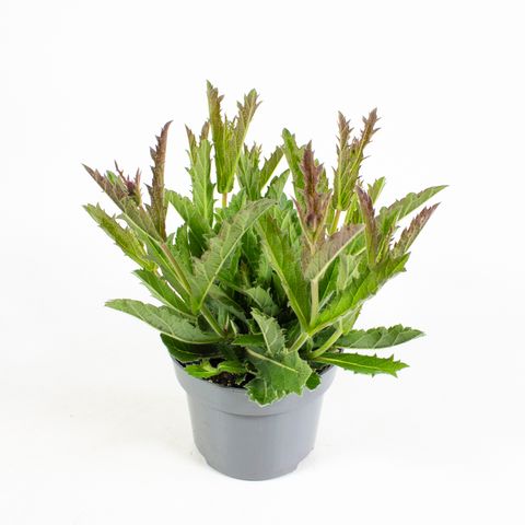 Verbena rigida