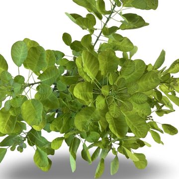 Cotinus coggygria GOLDEN LADY