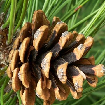 Pinus nigra nigra