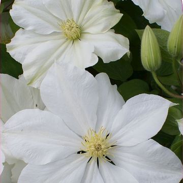 Clematis 'Toki' (EL)