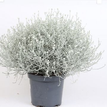 Leucophyta brownii