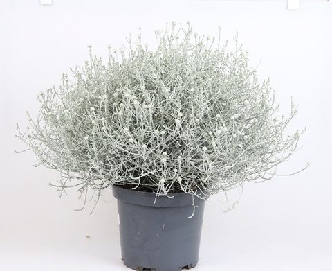 Leucophyta brownii