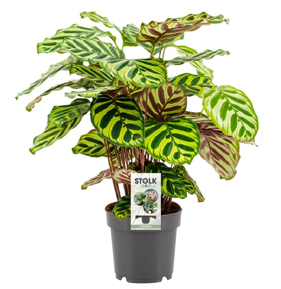 Calathea makoyana — Plant Wholesale FlorAccess