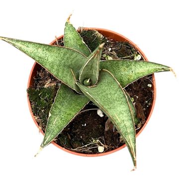Sansevieria 'Tower Gray'