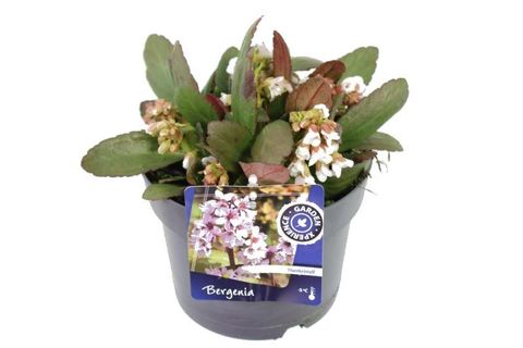 Bergenia 'Harzkristall'