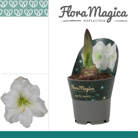 Hippeastrum 'Arctic White'