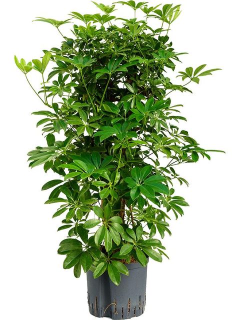 Schefflera arboricola 'Compacta'