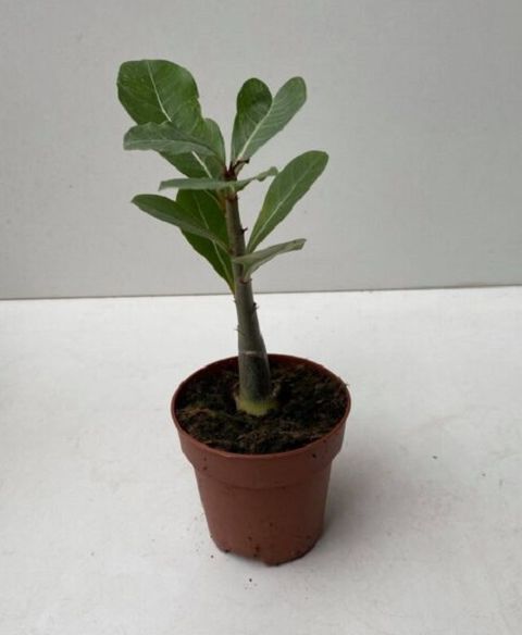 Adenium obesum