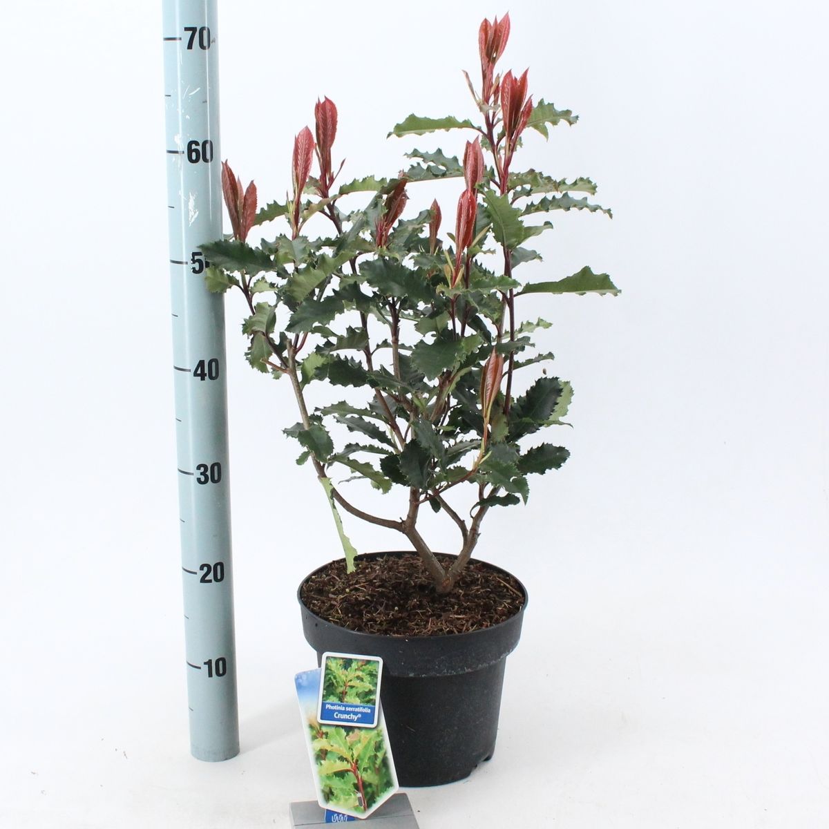 Photinia serratifolia CRUNCHY — Plant Wholesale FlorAccess