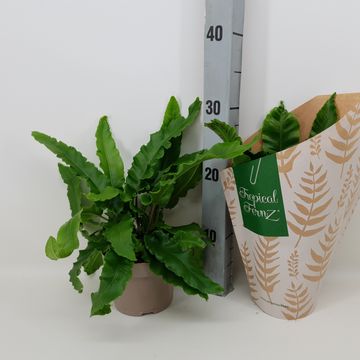Asplenium scolopendrium