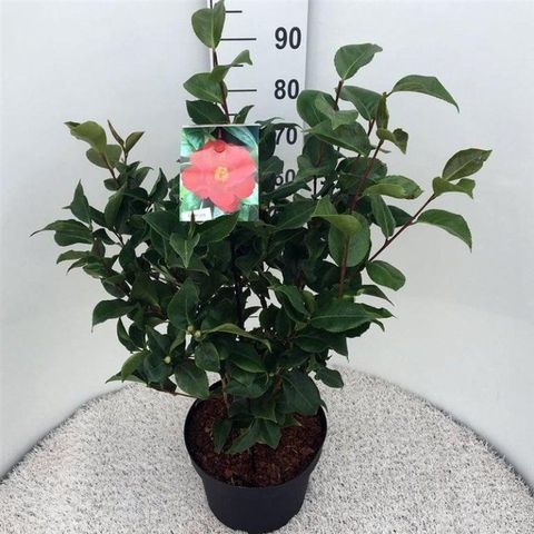 Camellia japonica 'Dr King'